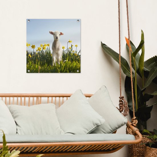 Posters de Posters de jardin Agneau parmi les fleurs jaunes - 50x50 cm