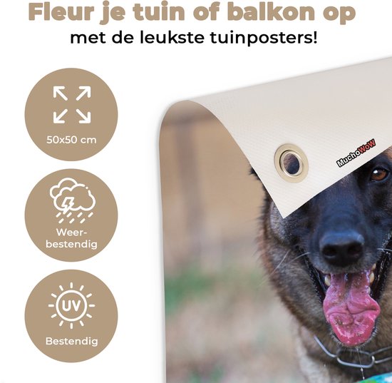 Tuinposter 50x50 cm - Tuindecoratie Mechelse herder die de bal met haar poot beet houdt - Poster voor in de tuin - Buiten decoratie - Schutting tuinschilderij - Tuindoek muurdecoratie - Wanddecoratie balkondoek