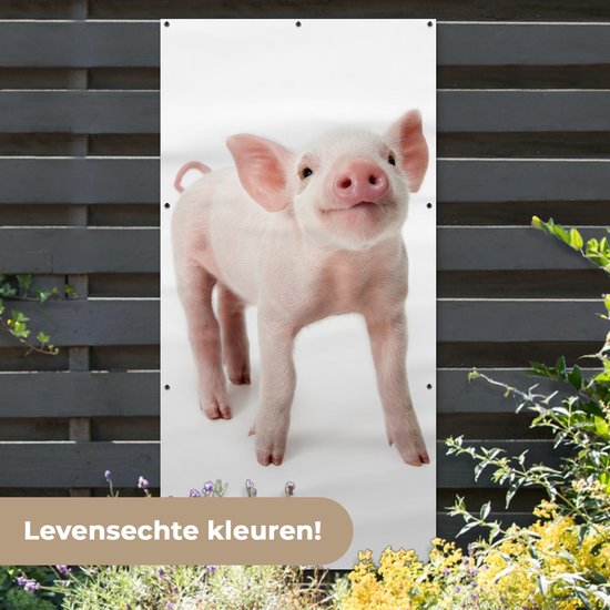 Affiche de clôture Cochon - Animaux - Wit - 100x200 cm - Toile de jardin
