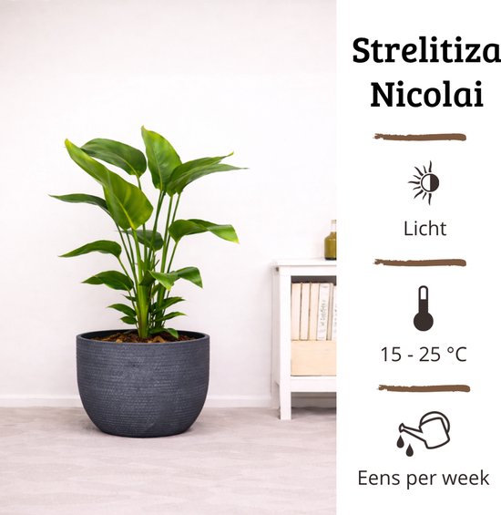 Strelitzia Nicolai plant in een donkergrijze pot.