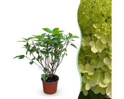 Green boutiQ - Tuinplant - Hydrangea panniculata Limelight - Pluimhortensia - Winterhard - Lime Groen - 1 Plant - Pot 12cm - Hoogte 20-30cm