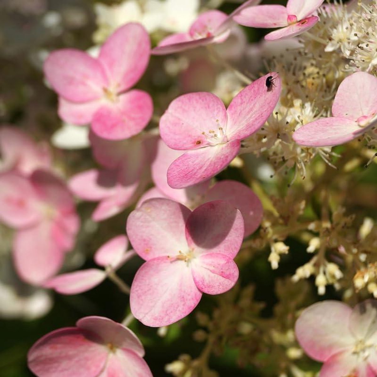 Bloeiende struik - Tuinplant - Tuin decoreren - Tweekleurige bloemen - 60 cm hoog - Wit roze