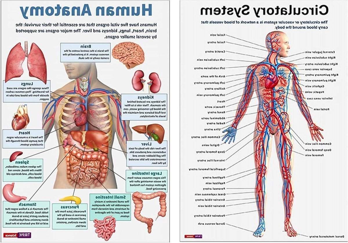 Anatomie Poster Set - Lichaamssystemen Collectie - Studie en Onderwijs - 16 Gedetailleerde Delen - 26 x 20.8 cm - Meerkleurig