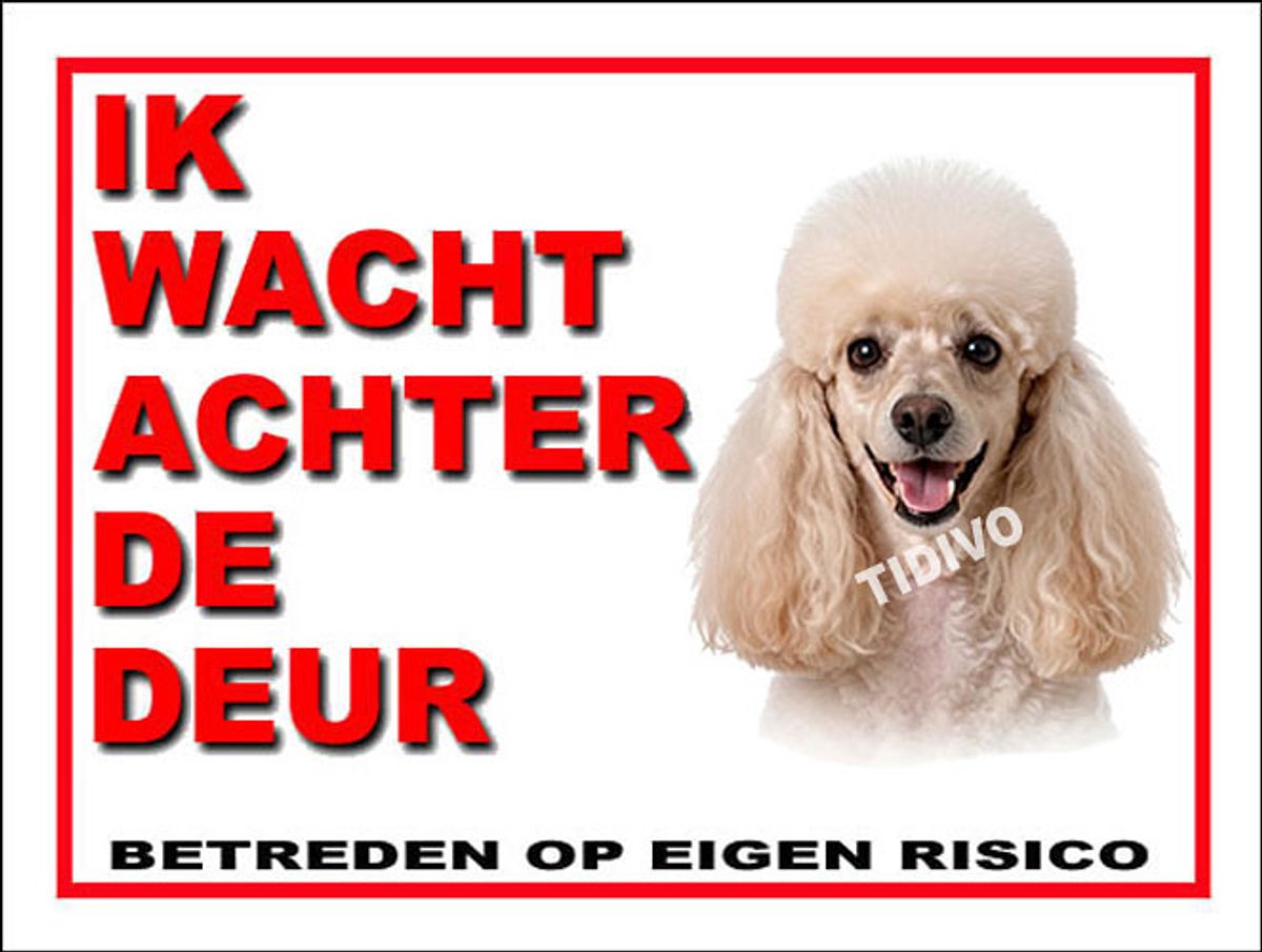 Dwergpoedel 10