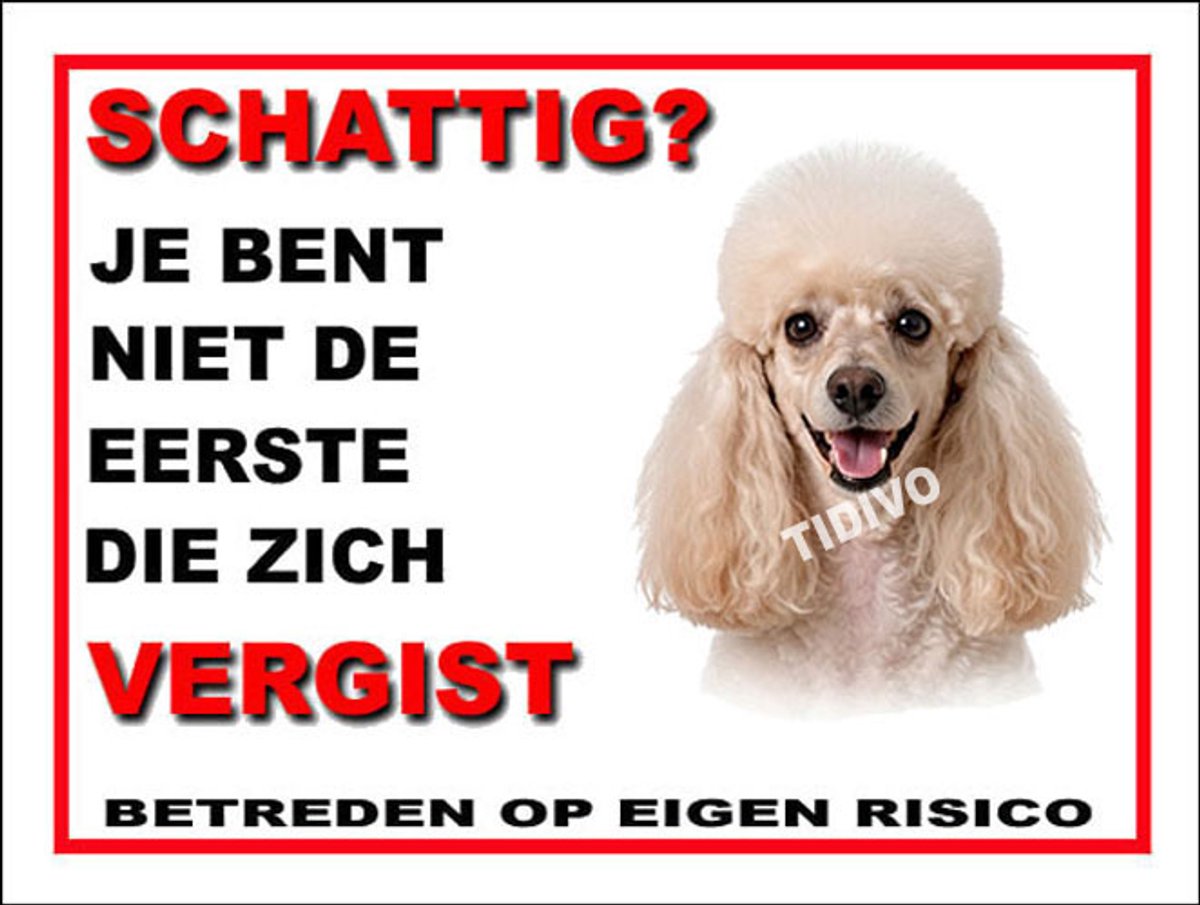 Dwergpoedel 14