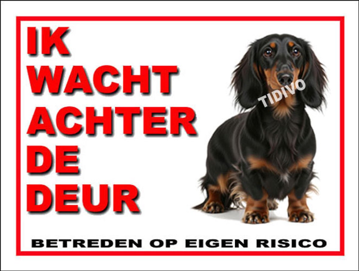 Dashond, Langhaar 10