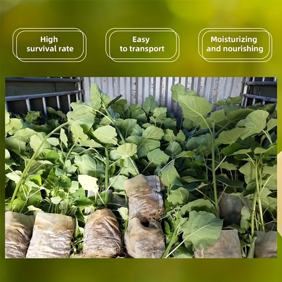 Grote groep jonge planten met veel groene bladeren in niet-geweven zakken in een kas. Tekst: 'High survival rate', 'Easy to transport', 'Moisturizing and nourishing'.