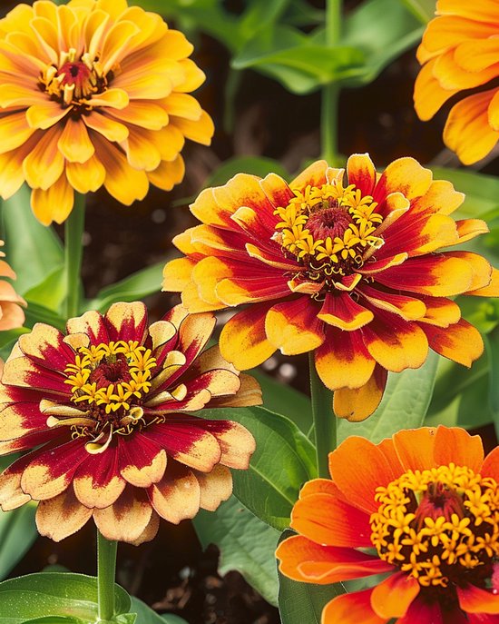 Zinnia Persian Carpet Zaden Zinnia Haageana Eenjarig Gemengd