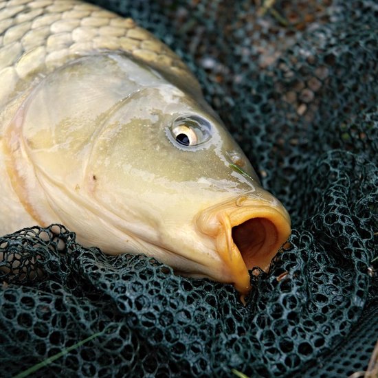 Waggler Visdobber Set - Dobbers Vissen - Vissen op Rivier - 3 Verwisselbare Antennes - 3+15g - Donker — afbeelding 3