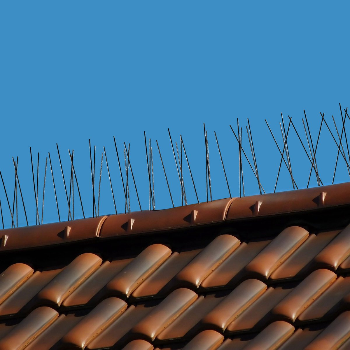 9 Meter Duivenwering met RVS Spikes en Kunststof Basis - Duivenstrips Vogelwering Duivenafweer