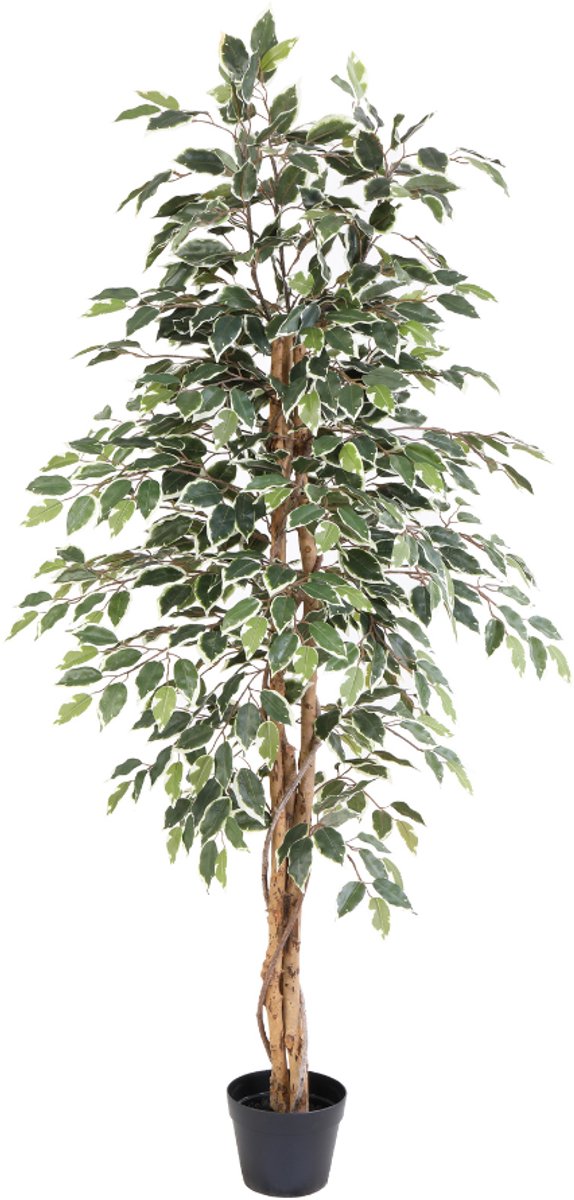 Trendyplants - Kunst Ficus Benjamina Variegata - Bonte Treurvijg - Kunstplant - Hoogte 160cm - Potmaat Ø18cm