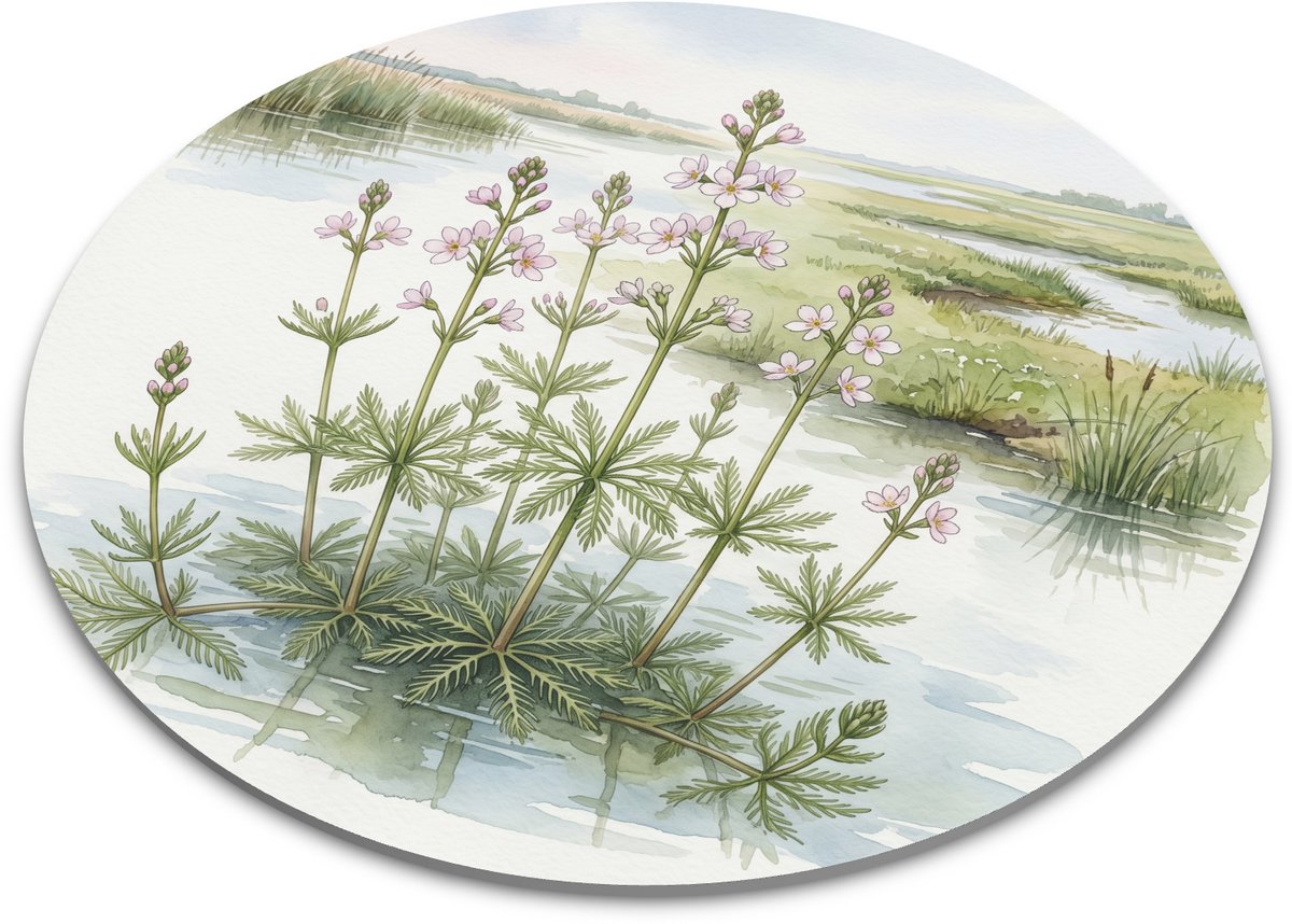 Ronde muismat waterviolier met roze bloemen in waterrijk moeraslandschap, botanische aquarel illustratie van oeverplant voor bureau, thuiswerkplek, studiehoek of natuurfanaat