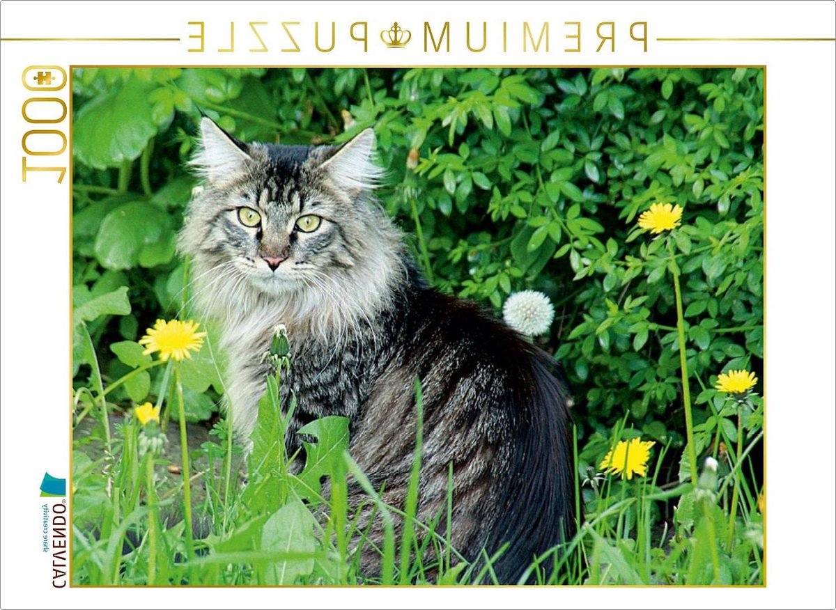 Puzzel Katten - Legpuzzel 1000 stukjes - Ontspanning thuis - Gedetailleerd kattenmotief - 64 x 48 cm - Meerdere kleuren