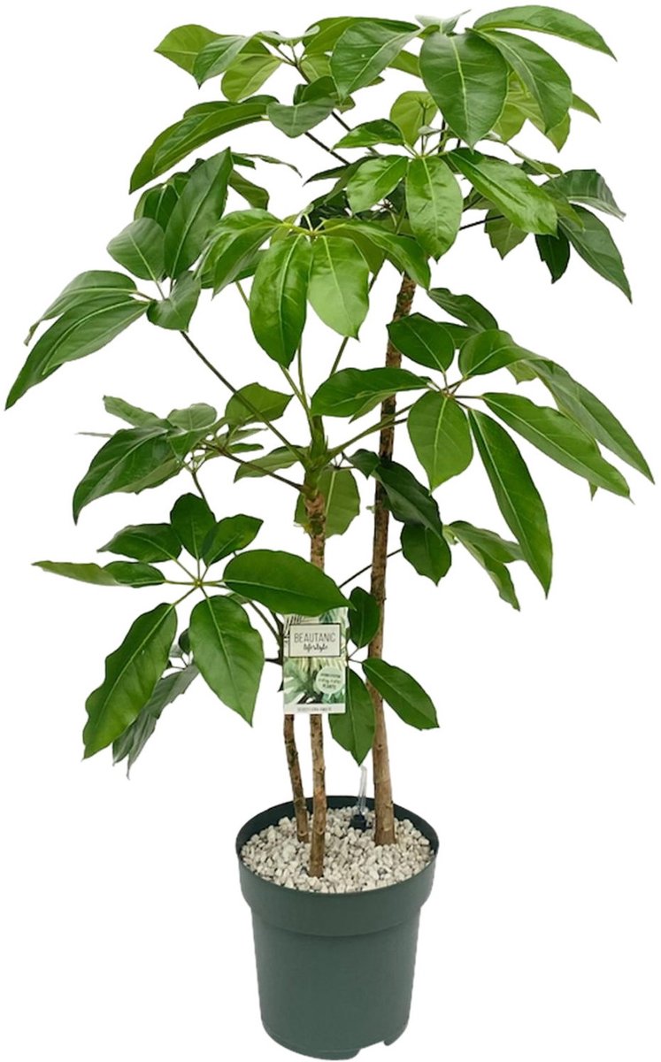 Beautanic lifestyle - Kamerplant Schefflera Amate (Toef) Potmaat 30...