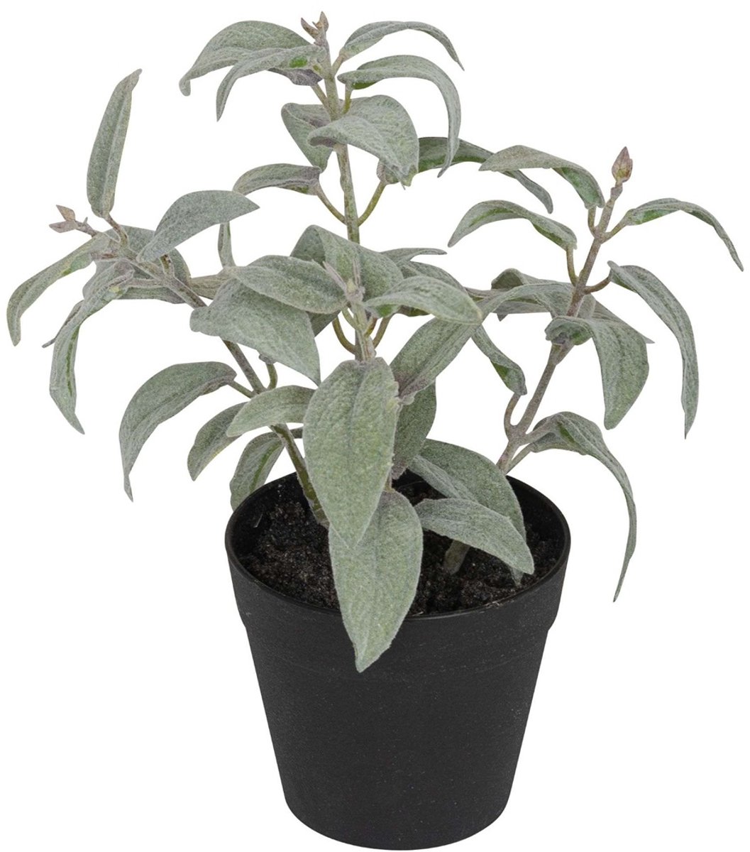 Salie in pot, groen/wit 20cm
