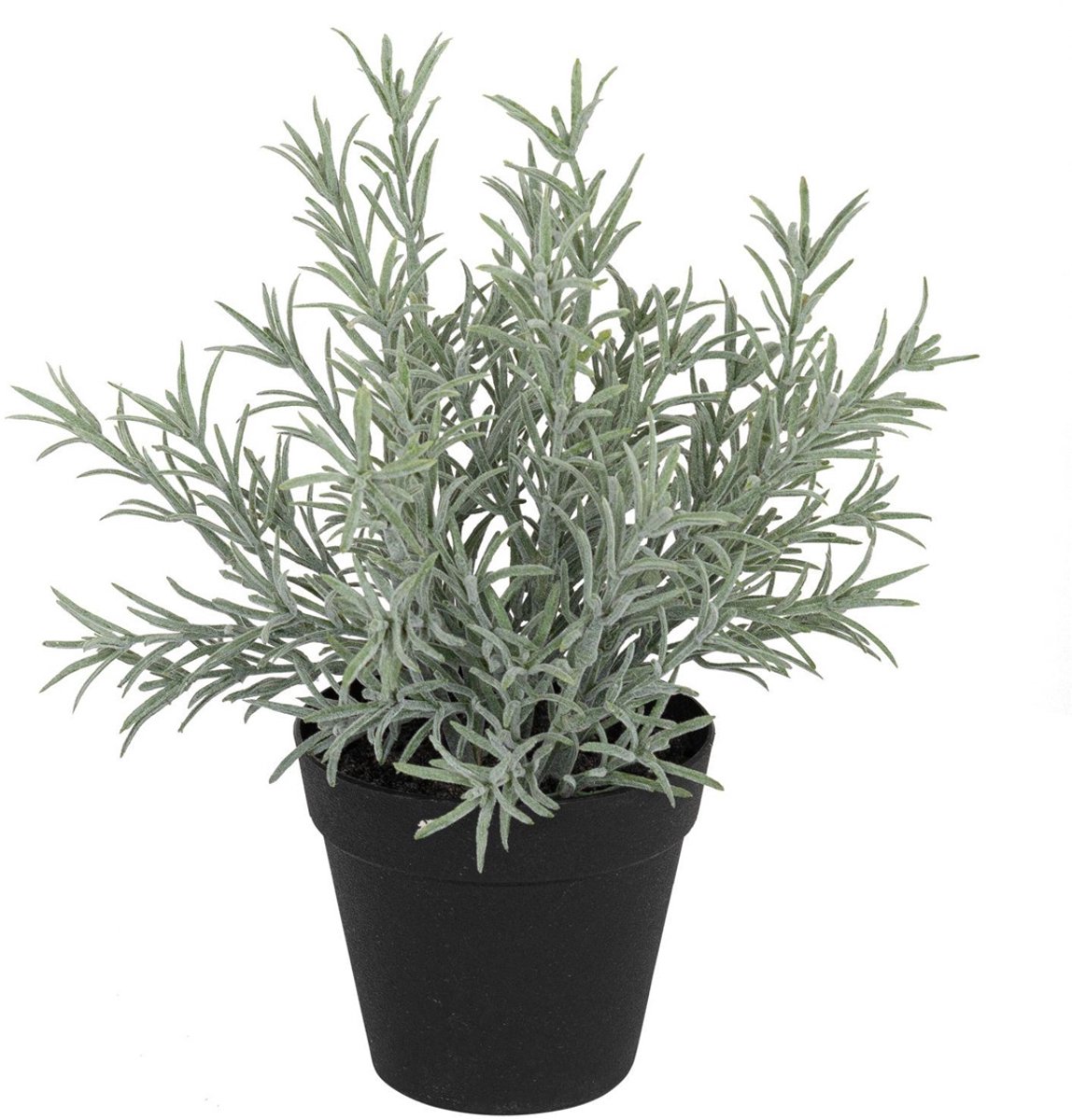 Lavendel in pot, groen/wit 30cm