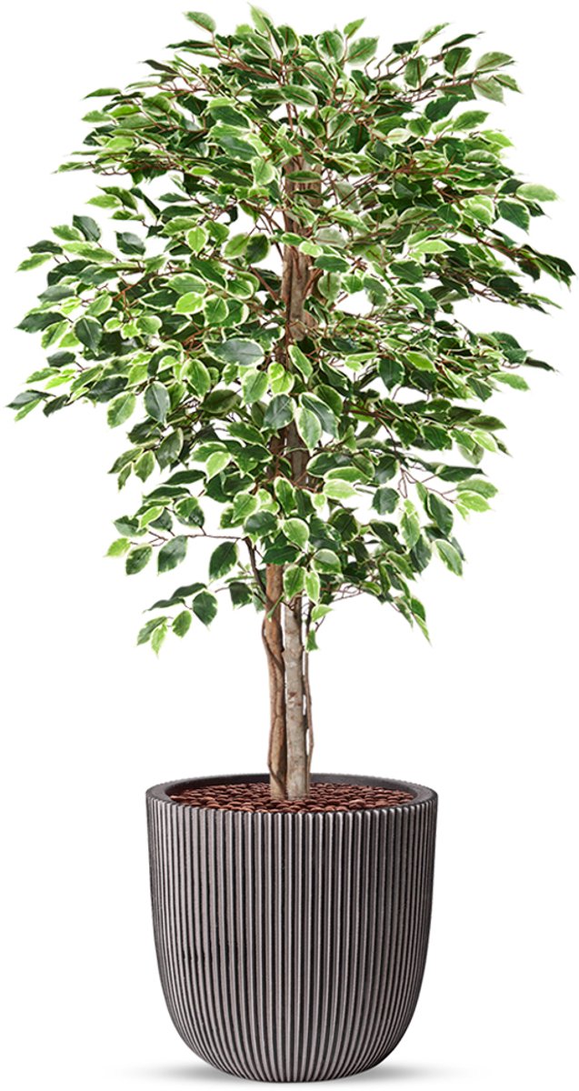 HTT Decorations Kunstplant Ficus bont in planter ball Groove antraciet H170 cm