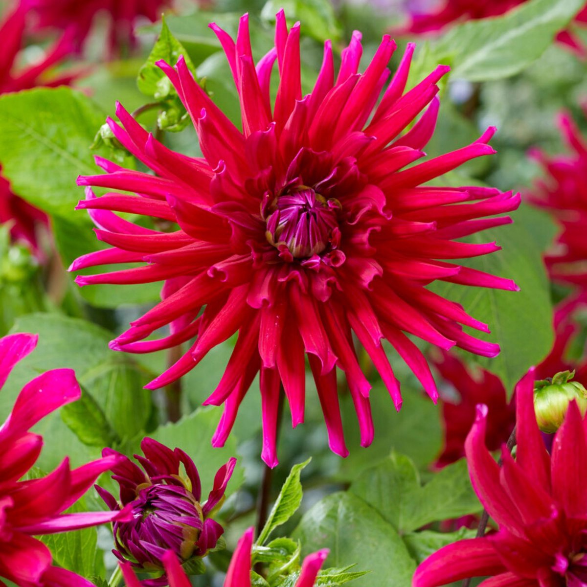 Tuindahlia (Dahlia Hortensis) - Dahlia Cactus Orfeo - Bijen-Vlinders - Snijbloemen - Zomerbollen