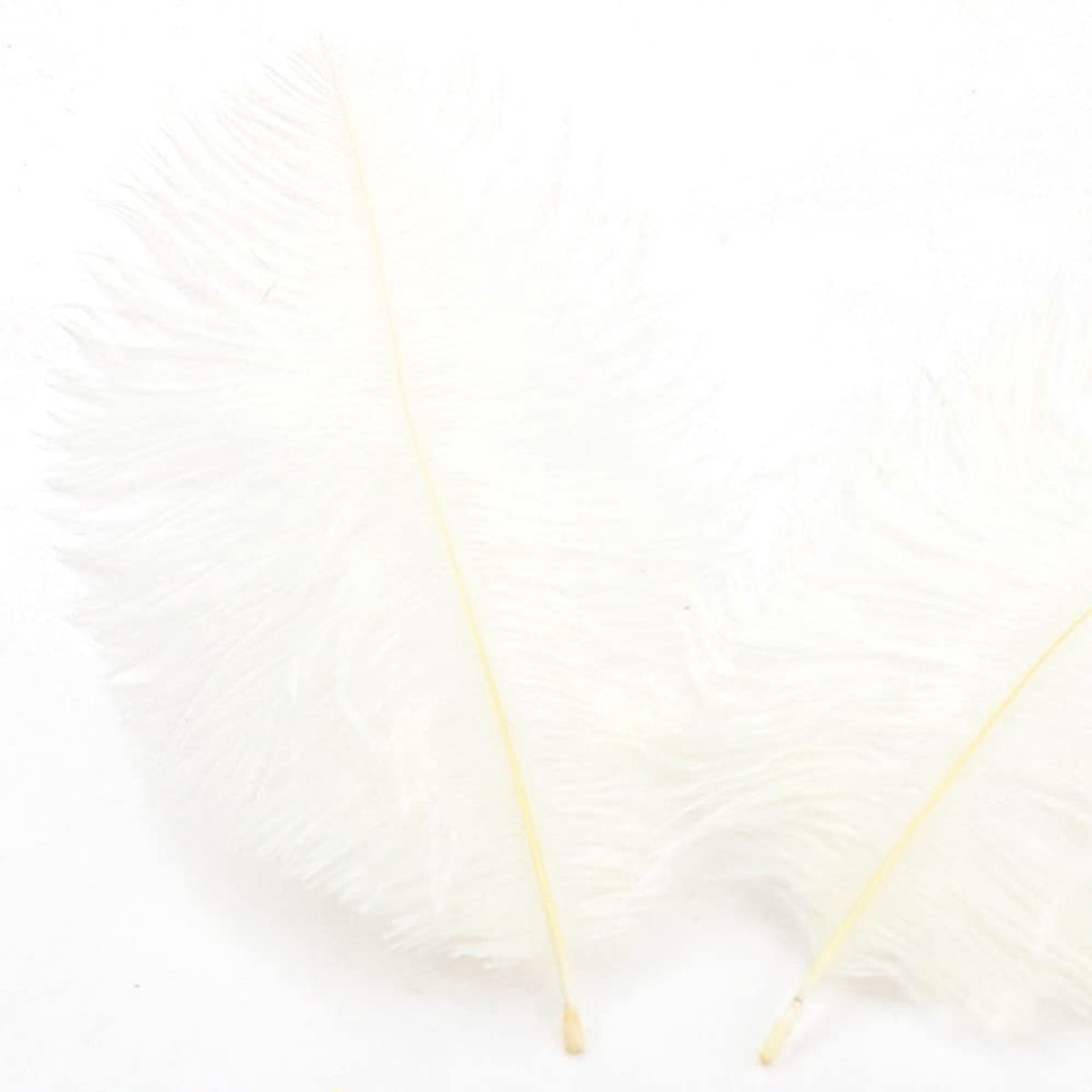 Dailygoods- Struisvogelveren 20 stuks - 15-20 cm - Knutselveren - Woondecoratie - Kostuums - Feestdecoratie - Diverse kleuren