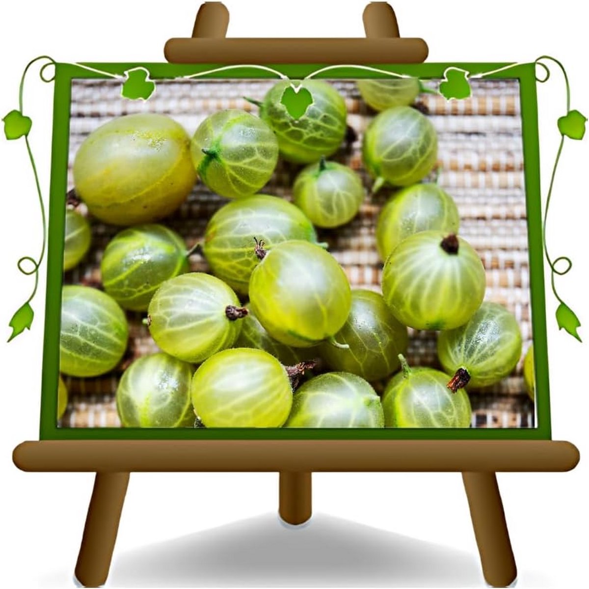 Gele Kruisbes Plant op Pot - Oud Fruitgewas
