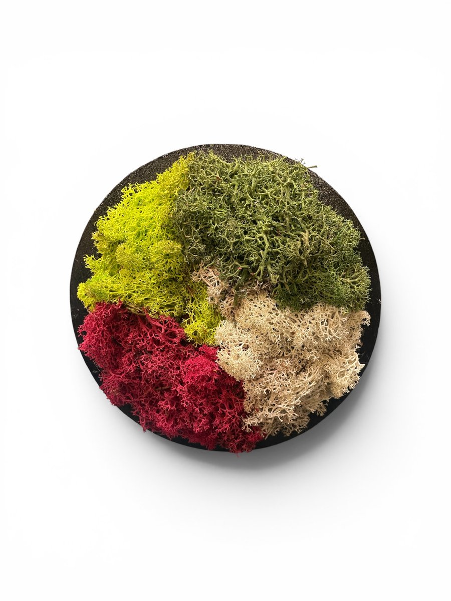 Mos wandpaneel - rond zwart met rendiermos - spring-, Mos groen, crimson en naturel - doorsnee 20 cm