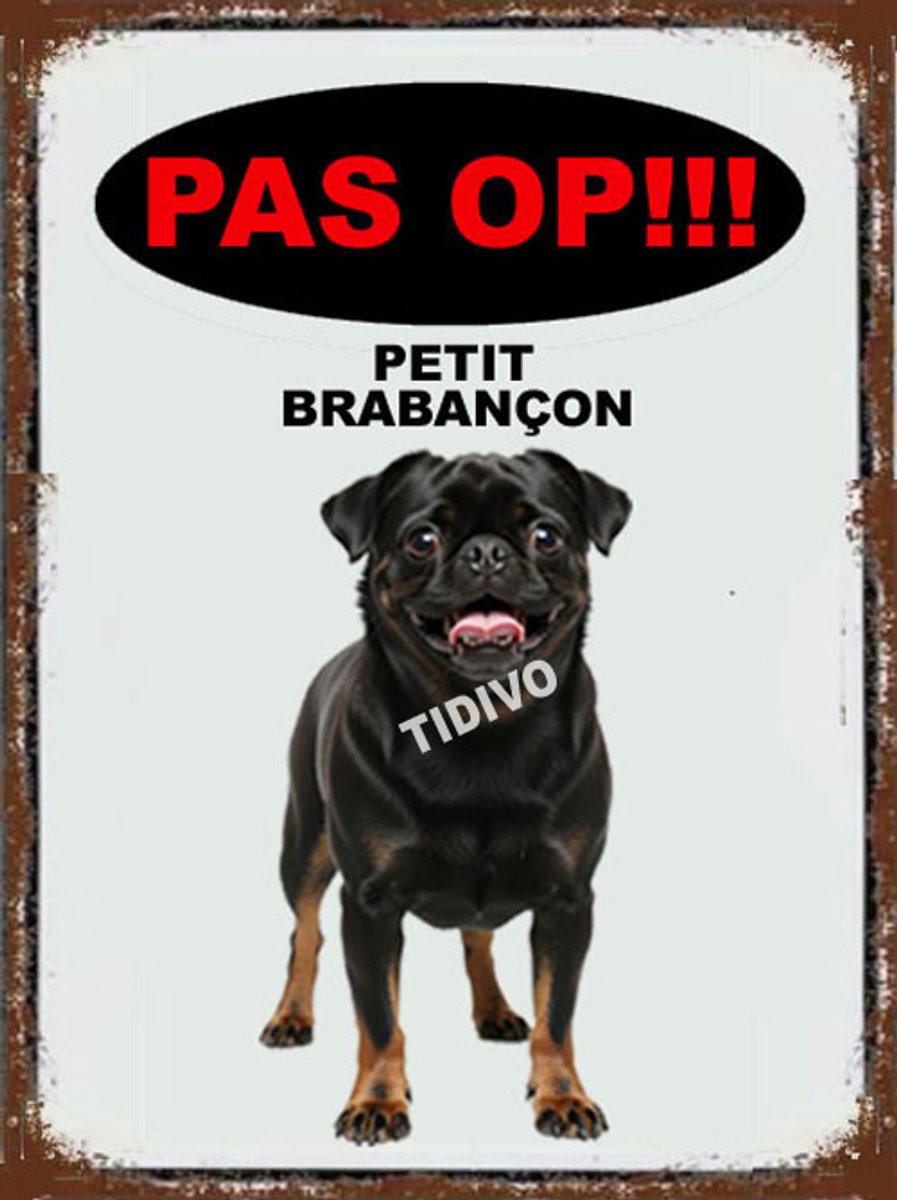 Petit Brabançon 17