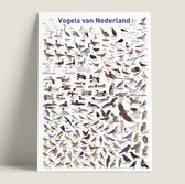 Poster 'Vogels van Nederland'