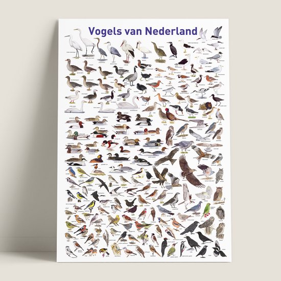 Poster 'Vogels van Nederland' met illustraties van verschillende Nederlandse vogelsoorten.