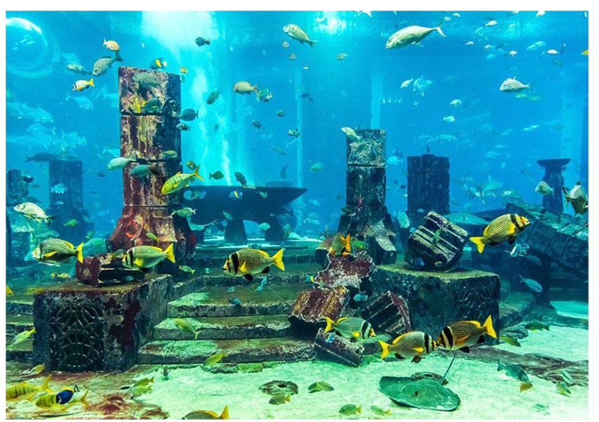 MTTproducts- Aquarium Poster Waterdicht - Achterwand - Onderwaterdecoratie - HD Behang - Dikke Materiaal - Levendige Kleuren - Aquariumbehang