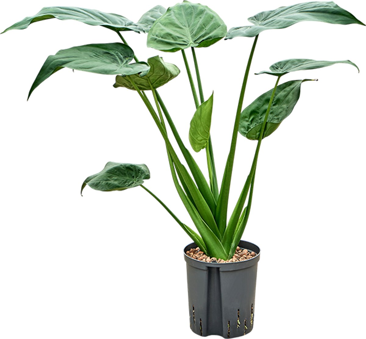 Hydroplant Alocasia Cucullata