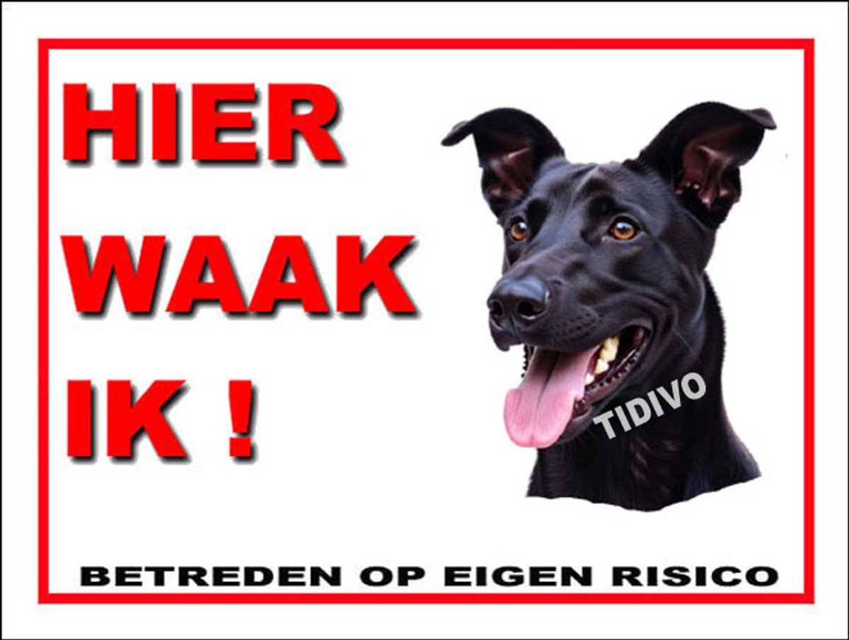 Taiwan Dog 3