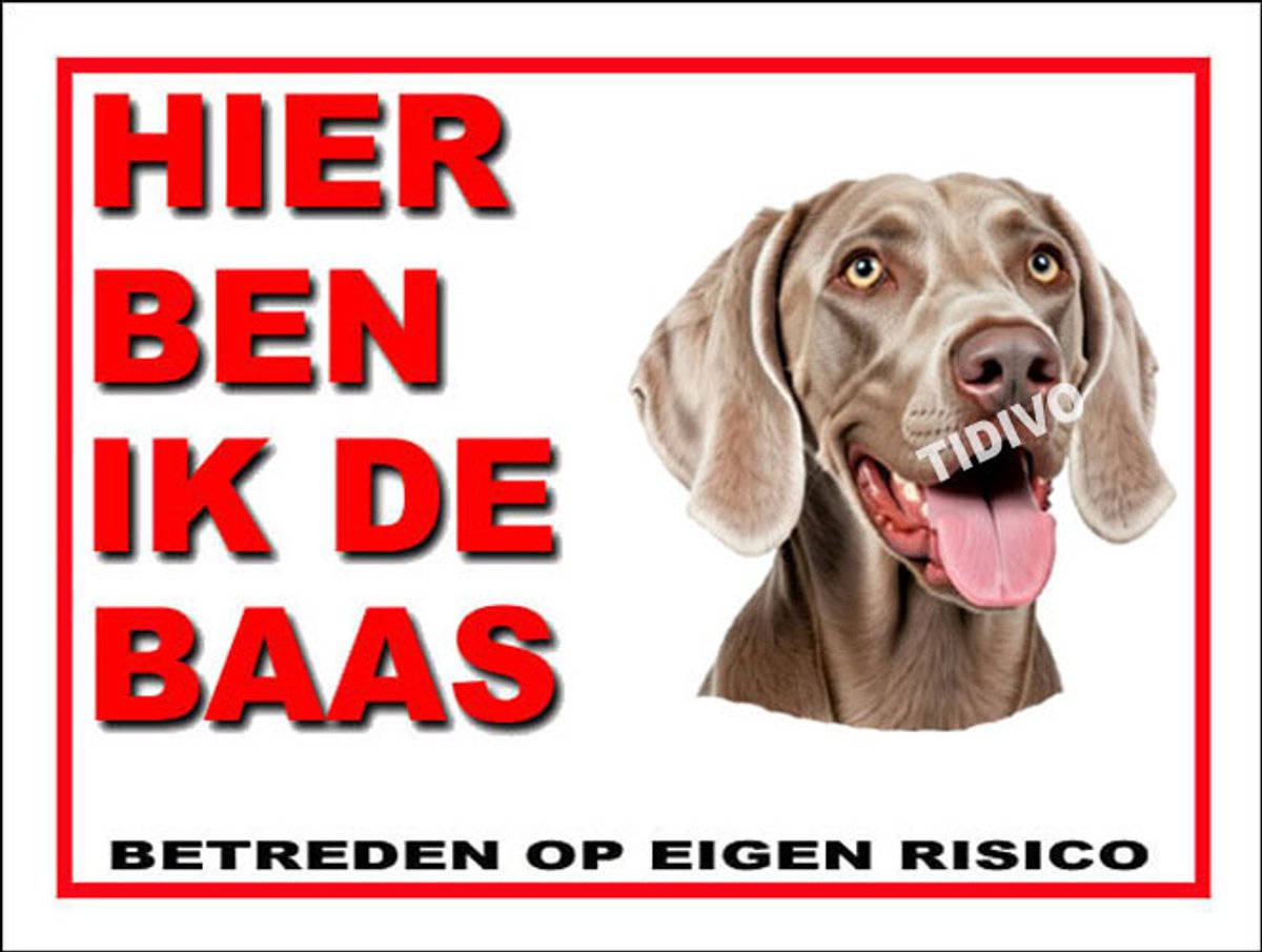 Weimaraner, korthaar 2