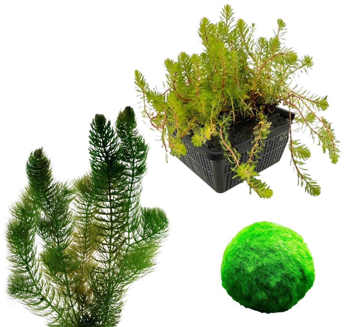 vdvelde.com - Zuurstofplanten pakket 100-400L vijver - Helder water - Anti alg - Winterhard - Biologisch gekweekt - Complete set met vijvermand, klei, voeding & beplantingsadvies