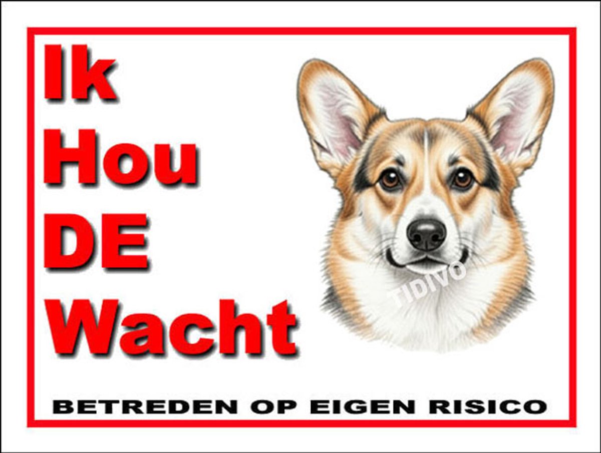 Welsh Corgi Pembroke 7