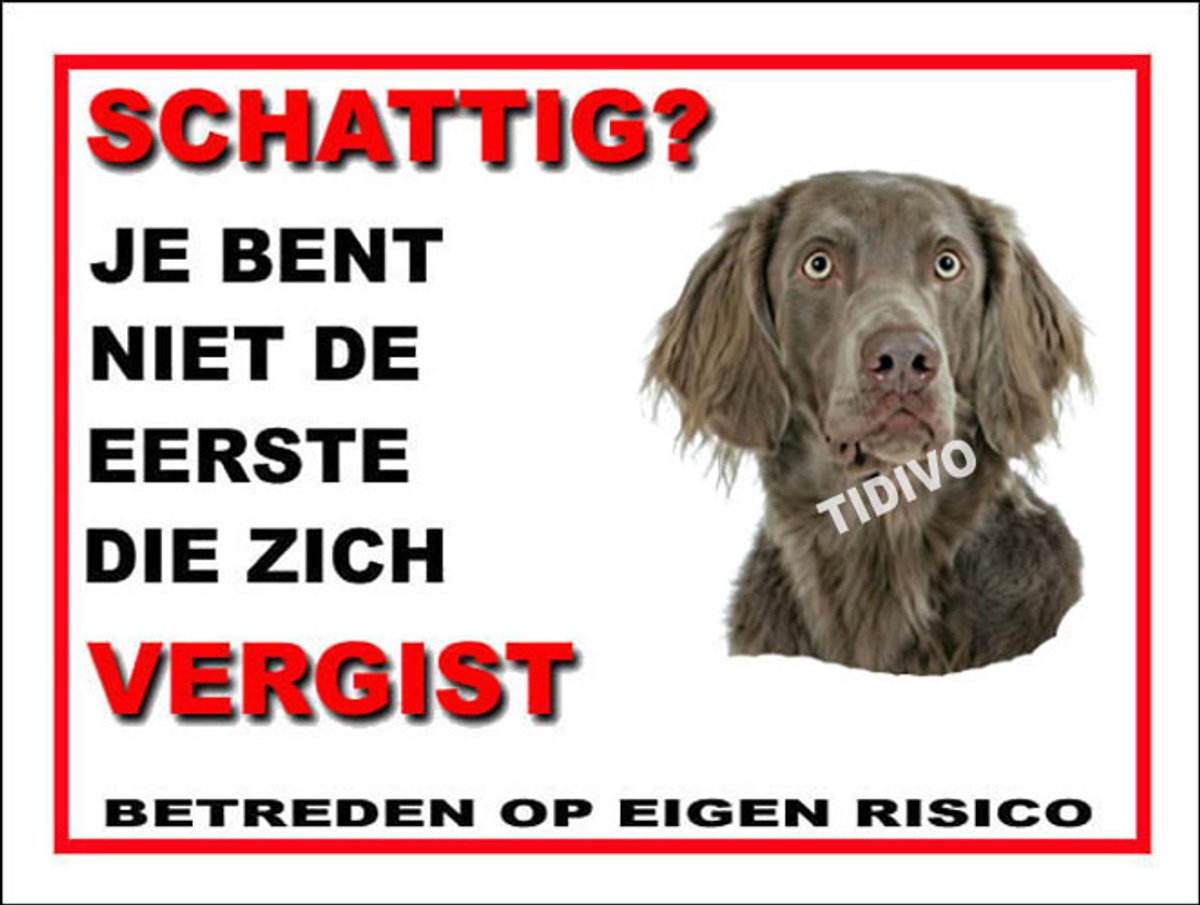 Weimaraner, langhaar 14