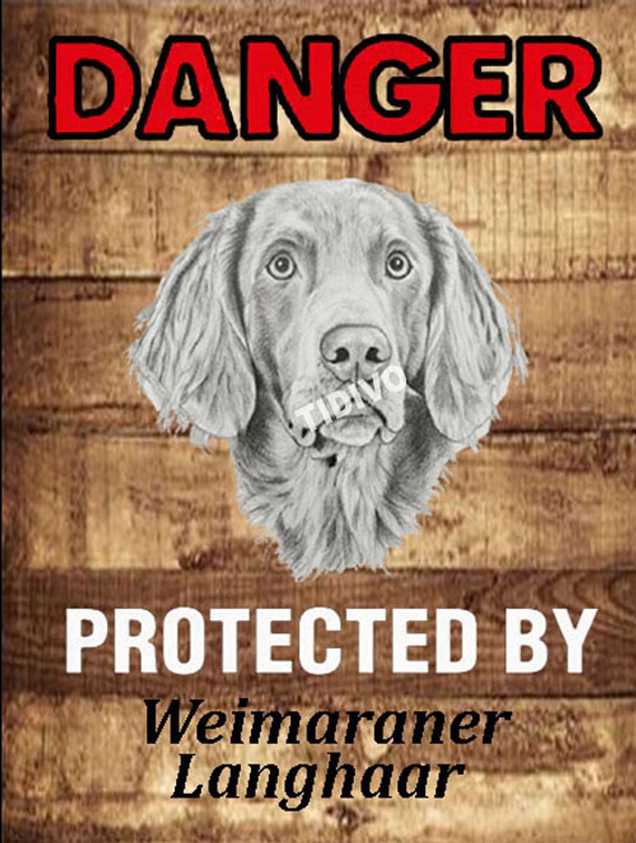 Weimaraner, langhaar 19