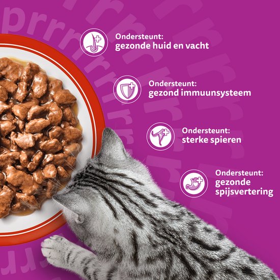 Grijze kat eet kattenvoer. Iconen tonen ondersteuning voor gezonde huid, immuunsysteem, spieren en spijsvertering.