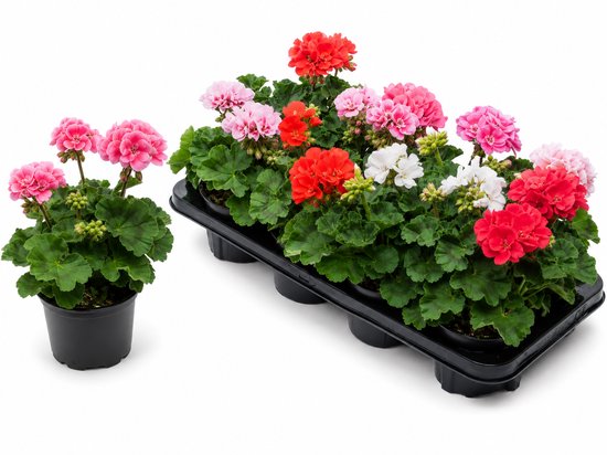 Geranium Staand Mix – Wit, Rood en Roze – Pelargonium Zonale – 6 Stuks – Kwekerspotjes – Perkplanten – Rijkbloeiend – Balkonplant – Voor Tuin en Terras - AAA kwaliteit