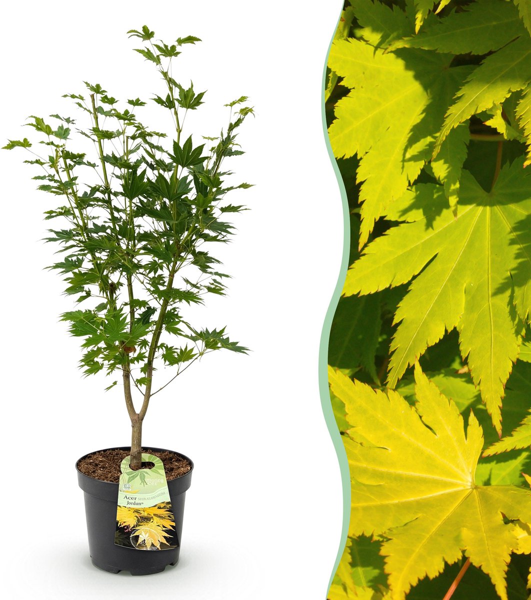 Plantenboetiek.nl | Acer palmatum Jordan - Japanse Esdoorn - Bladverliezend - Geel - Ø26cm - 80-90cm hoog - Tuinplant