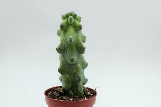 Ikhebeencactus | Boobiecactus | Myrtillocactus geometrizans fukurokuryuzinboku | bijzonderde cactus | 10,5 cm pot