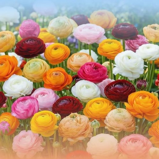 50 Kleurrijke Tulpenbollen In Cadeauverpakking – Voorjaarsbloeiers Voor Tuin En Balkon!