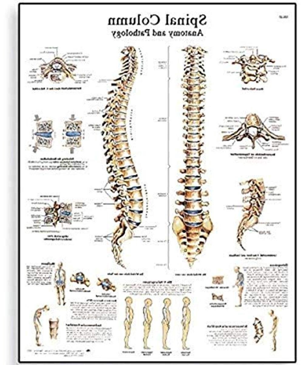 Wervelkolom Poster - Ruggengraat Model - Medisch Onderwijs - Gedetailleerde Illustraties - 50 x 67cm - Gekleurd