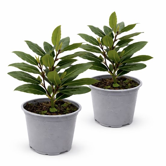 Eetbare Laurier Plant