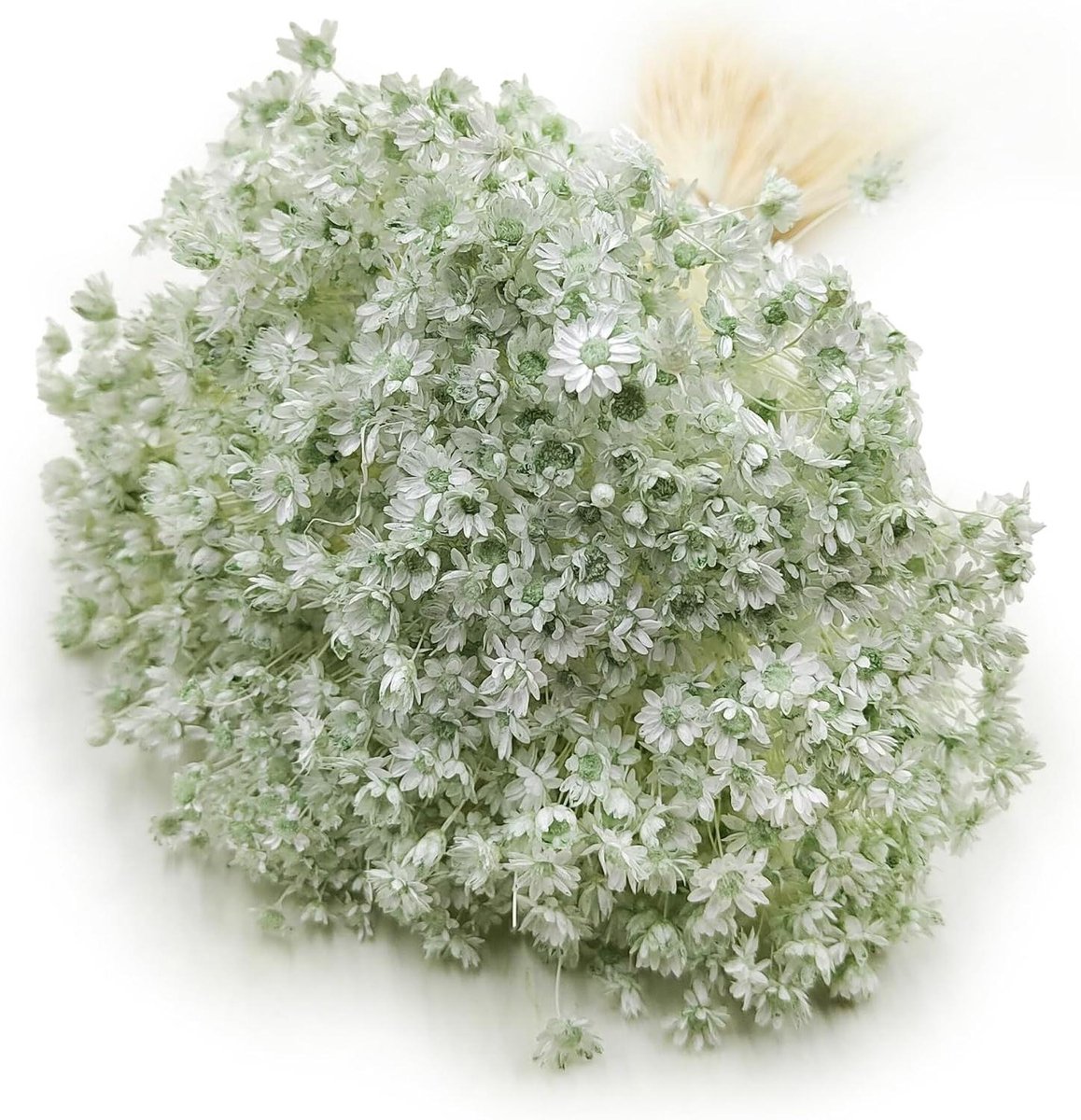 Gedroogd Gras - Decoratie Gras - Interieur Decoratie - Natuurlijke Kleur - ca. 35 cm - Mint