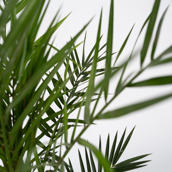 Close-up van de lange, groene bladeren van een dadelpalm.