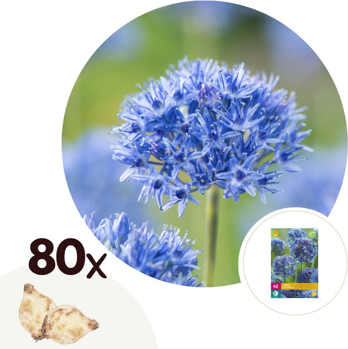 Plant in a Box - Allium Caeruleum - x80 - Blauwe Kogellook - Bloembollen voor Tuin, Terras of Balkon