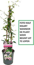 Jasmin étoilé rose - Trachelospermum jasminoides rosea - Plante grimpante à feuilles persistantes - parfumée | pot de 1.5 litre