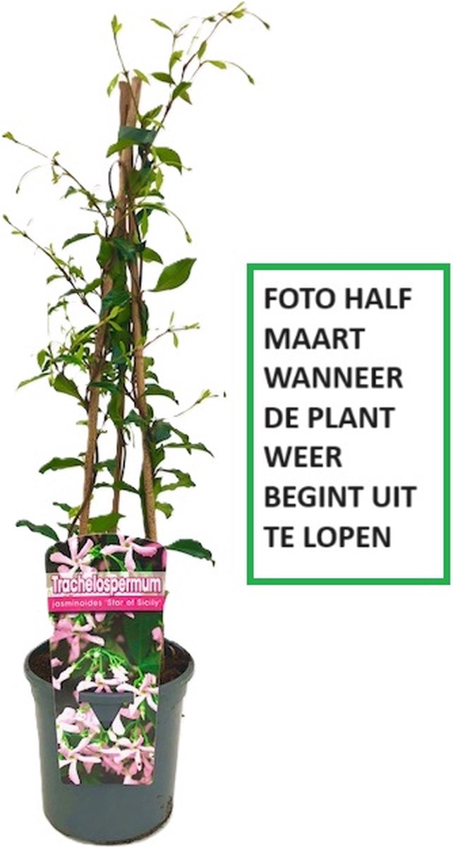 Roze Toscaanse Jasmijn / Star of Sicily (Pink Air) - Klimplant | Roze Sterjasmijn - Groenblijvend / Wintergroen en Winterhard | 1,5 liter pot (Star of Ibiza/Pink Showers) | Hoogte: 60-80cm