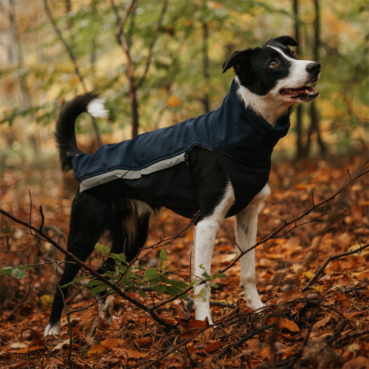 Hondenjas van Softshell en Fleece - Donker blauw - Jas voor Honden - Rapid Dog Wear - Windhond - Ridgeback - Maat XXL