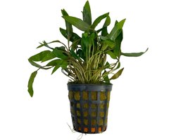 Cryptocoryne Wendtii Bruin - Aquariumplant - Moerings